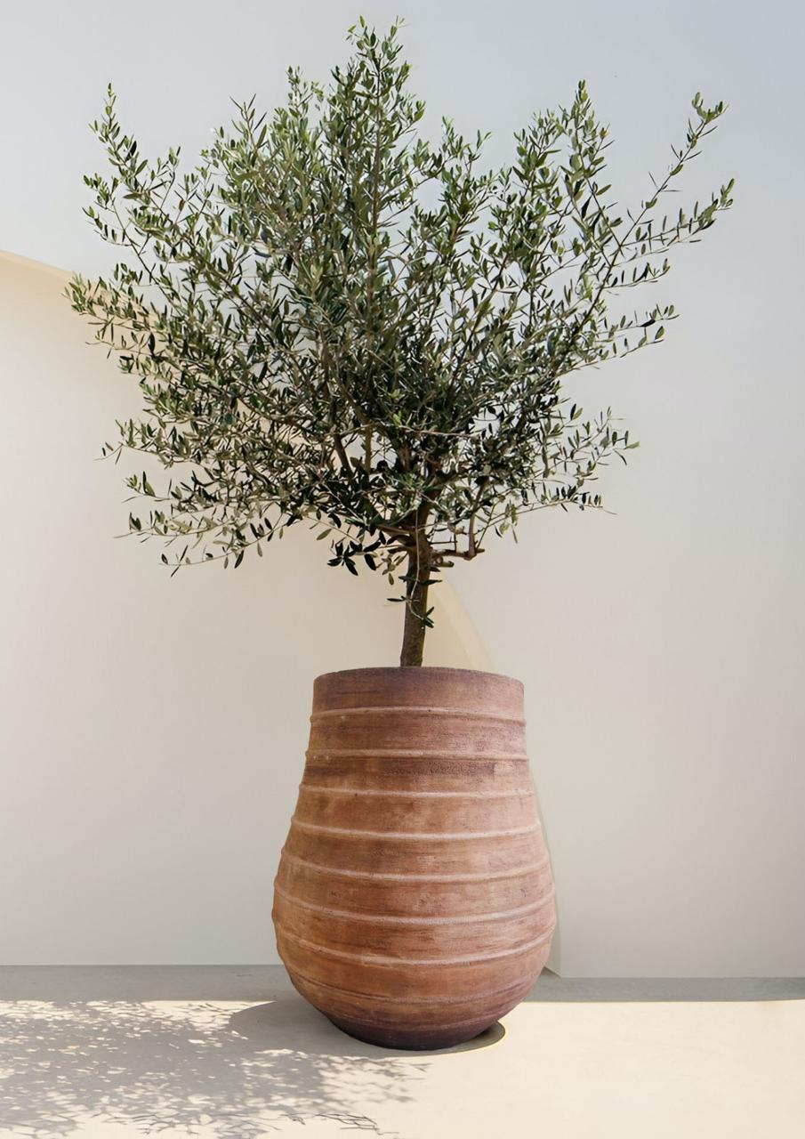Vaso grande per olivo in cemento leggero ideale per ampi spazi
